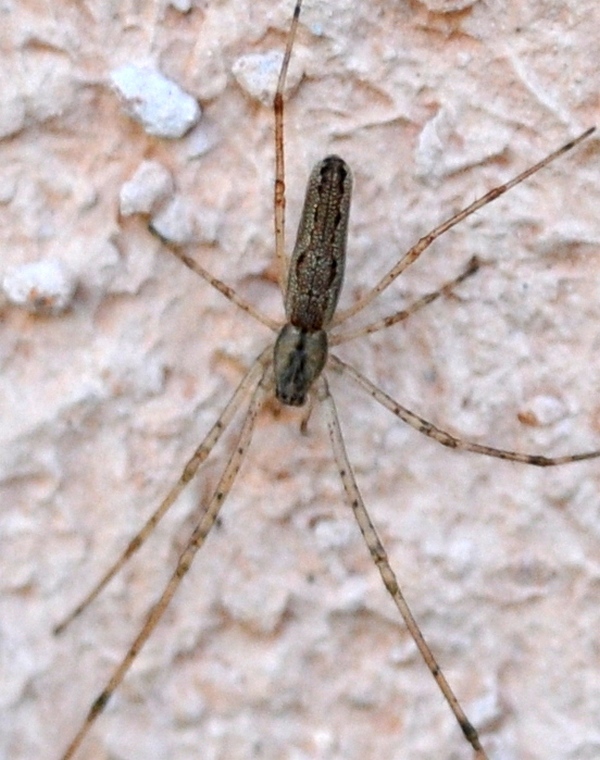 Tetragnatha montana?